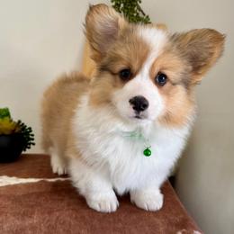 Pembroke Welsh Corgi Puppies from Kern River Corgis