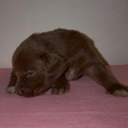 Caramel - Red male Australian Shepherd puppy in Windsor, New York from Double B Aussies