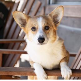 Paige Lee - Pembroke Welsh Corgi