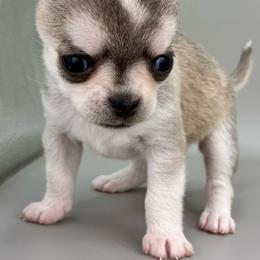 LB - Black sabled fawn female Chihuahua puppy in Westport, New York from Chantilly chihuahuas