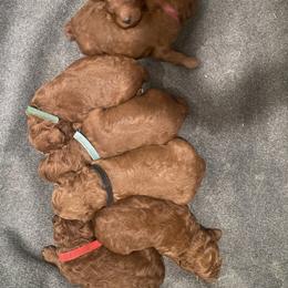 Poodle Puppies from Teton Poodles