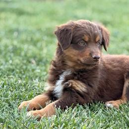 Baby Ruth - Red tri female Miniature Australian Shepherd puppy in Enoch, Utah from Twisted H Aussies