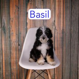 Basil - Black tri-color male Assorted Doodle Crosses puppy in Calhoun, Georgia from Happy Top Doodles