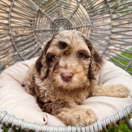 Bernedoodle and Goldendoodle Puppies from Dose of Doodles