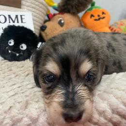 Ruthie   Pet only - Dapple female Dachshund puppy in Bullard, Texas from Mimidachs of Texas