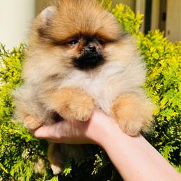Belle - Orange sable female Pomeranian puppy in Hot Springs, Arkansas from Pomeranian Empire