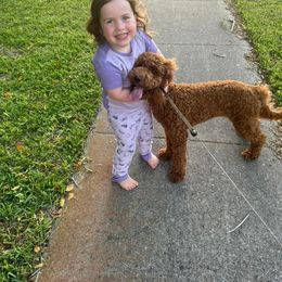 Goldendoodle All Grown Up from Shelley Torres's Goldendoodles