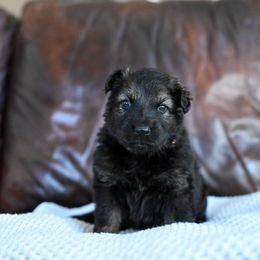 Orange collar - Sable female German Shepherd puppy in Portland, Tennessee from Howixx German Shepherds