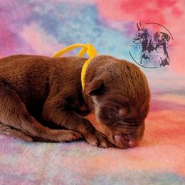 Male 1 - Yellow Collar - Red and rust male Doberman Pinscher puppy in Spencer, Indiana from Jackson's Dobermans