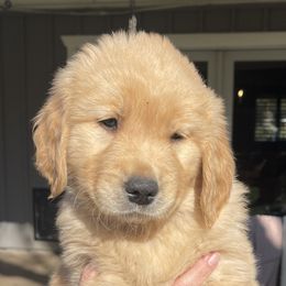 Goldendoodle and Golden Retriever Puppies from Valley of the Sun Breeders