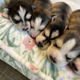 Pomsky Puppies from Goodness Gracious Pomskies