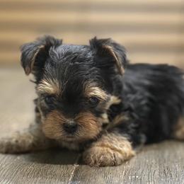 Rocco - Black and tan male Yorkipoo puppy in Lebanon, Kentucky from Mosaic Merle Doodles