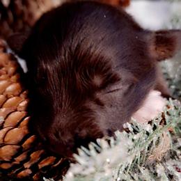 MOCHA BROWNIE - Red female Australian Shepherd puppy in Salem, Arkansas from Patchwork Kennels