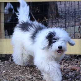 Stella - Bernedoodle