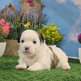 Rocky - Brindle and white male Mal-Shi puppy in Aurora, Missouri from KnJ Precious Paws LLC