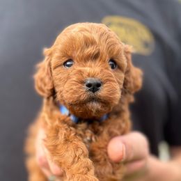 Lenon - Red male Cavapoo puppy in Tolono, Illinois from The Golden Rule Doodles