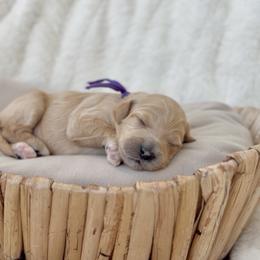 Aura - Apricot female Cavapoo puppy in Arlington, Texas from Van Haselen Poodles and Doodles