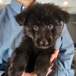 Scout (Lt Blue) RESERVED - Black female German Shepherd puppy in Columbus, Indiana from Stony Lonesome GSD