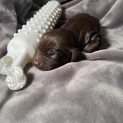 Drake - Chocolate Boykin Spaniel puppy in Arkansas from Arklahoma Boykins