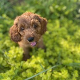 Cockapoo Puppies from Chesapeake Cockapoos