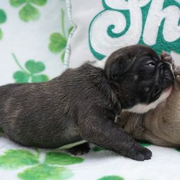 French Bulldog Puppies from Busy Bee French Bulldogs