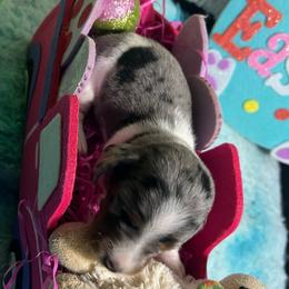 Lucky Boy 1 - Dapple male Dachshund puppy in Bigfork, Minnesota from Dachshunds Up North