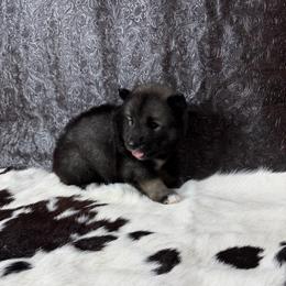Eggplant - Agouti and white female Siberian Husky puppy in Folsom, Louisiana from Geaux Fluffy