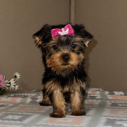 Mia - Blue and gold female Yorkshire Terrier puppy in Monticello, Iowa from Ashley’s Puppies
