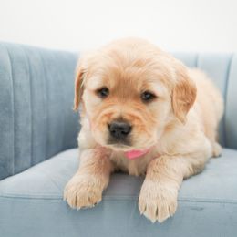 Cider - Light golden female Golden Retriever puppy in Elmwood Park, Illinois from HuskiesAndGoldensWithFinesse