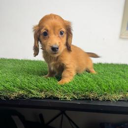 AKC Woody - Red male Dachshund puppy in Laveen, Arizona from Acosta Kennel