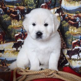 Golden Retriever Puppies from ElkRidge Goldens