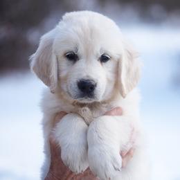 Juliet - Light golden female Golden Retriever puppy in Hagerstown, Maryland from Pinewood Acres Goldens