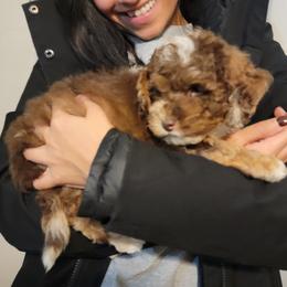 Brown Merle Boy - Merle male Bernedoodle puppy in Poplar Grove, Illinois from Awesome Paws