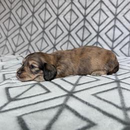 4300, Silky Wire, Cream Brindle Dapple Girl 4, Pet Only - Dapple female Dachshund puppy in Pauls Valley, Oklahoma from Simply Happy Dachshunds