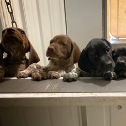 German Shorthaired Pointer Puppies from Hardwood Kennels