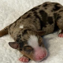 Caroline - Blue merle female Miniature Australian Shepherd puppy in Bogata, Texas from Maple Creek Run