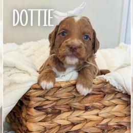 Dottie - pink collar girl - Red  female Goldendoodle puppy in Newcastle, Oklahoma from Ritzy Creek Doodles