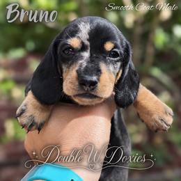 Bruno AKC DAPPLE - Dapple male Dachshund puppy in Alto, Texas from Double W Doxies