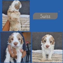 Swiss - Buff and white male Cockapoo puppy in Zanesville, Ohio from Southtown Doodles LLC