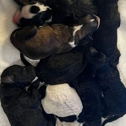 Sheepadoodles from CW Frenchies