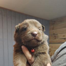 Noodle (Red) - Liver male German Shepherd puppy in Garrett, Indiana from Devil-Dog Shepherds