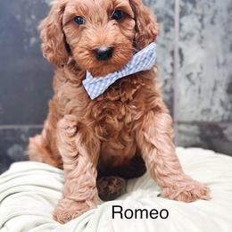 Romeo - Red  male Goldendoodle puppy in Pasco, Washington from Camp Doodle Woods