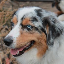 Miniature American Shepherds from KnappTyme AKC Miniature American Shepherds