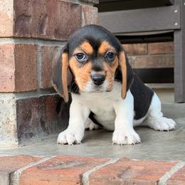 Cheri - Black tan and white female Beagle puppy in Mansfield, Missouri from Rippee Creek Kennel