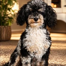 Athena - Poodle