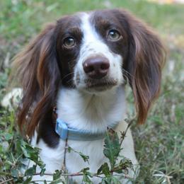 Grizzly - Dachshund