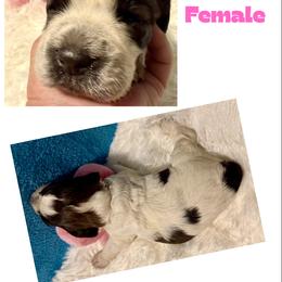 Star - Liver white and roan female English Springer Spaniel puppy in Madison, Indiana from McCollough's Pawsome Spaniels and Danny's Delightful Dachshunds