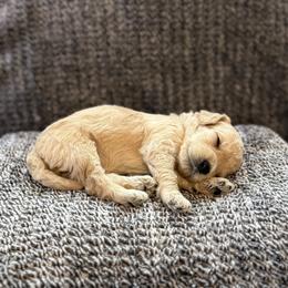 Boy 5 - male Goldendoodle puppy in Fayetteville, Arkansas from Mountain Grove Doodles