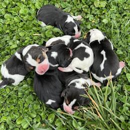 Beagle Puppies from Alton Beagles