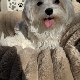 Molly - Maltese